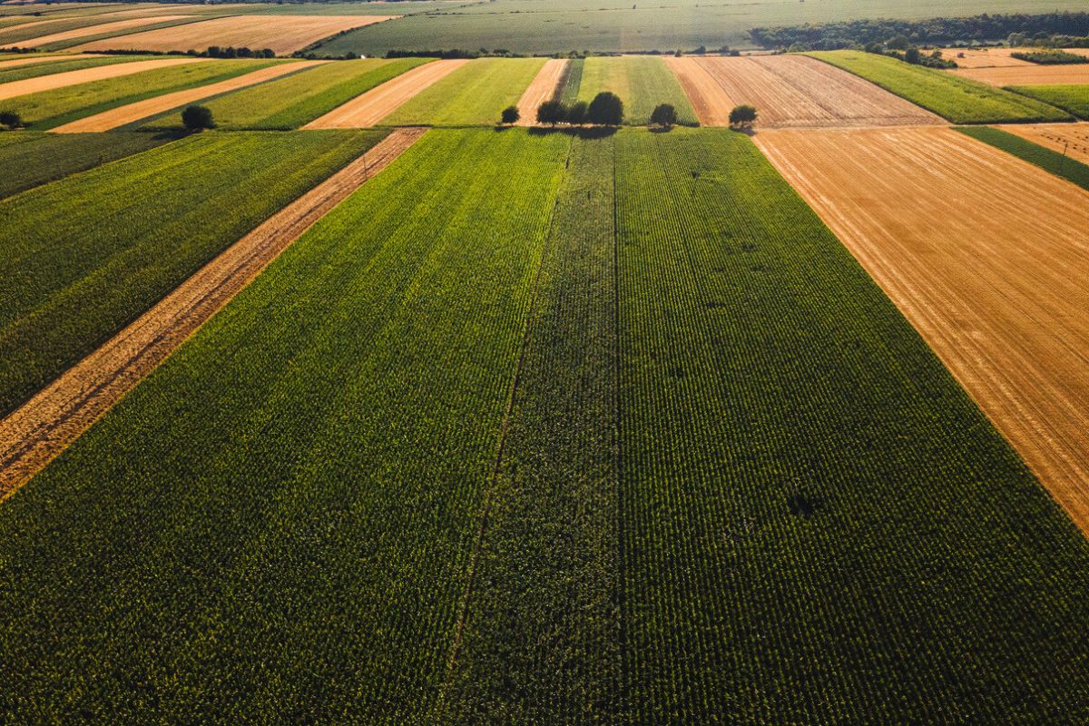 Ancient rainwater planting technique Ancient rainwater planting technique