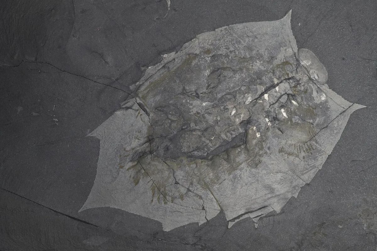 500-million-year-old fossil discovery
