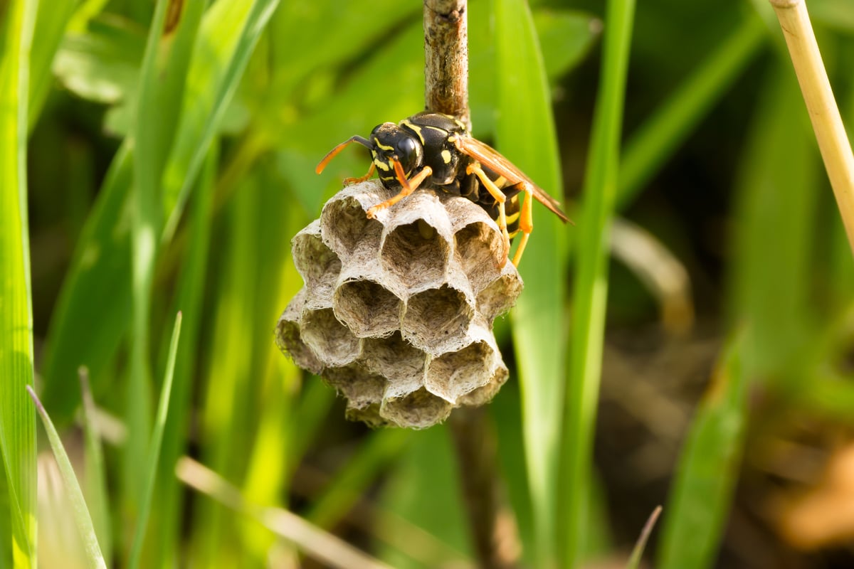 This fruit might hides a wasp inside