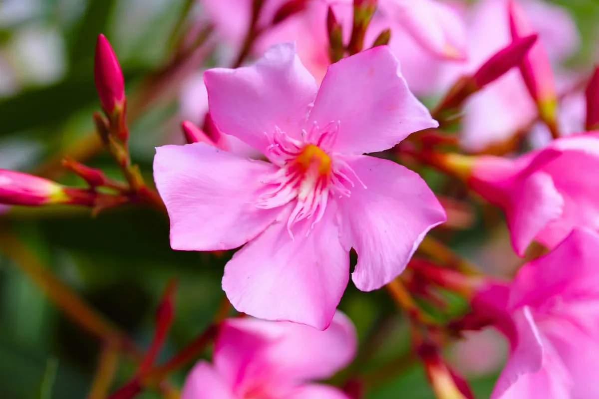 mystérieuses gousses sur votre laurier-rose