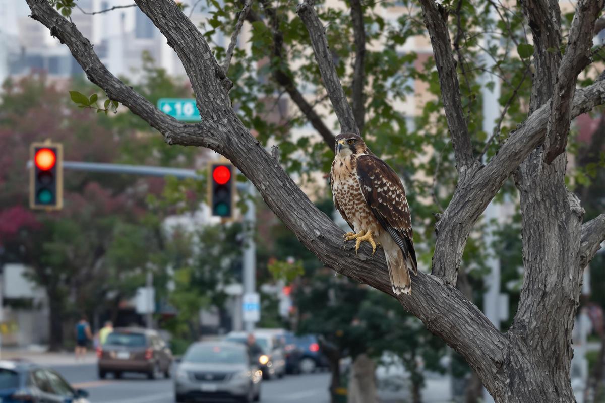 Étonnant : cet oiseau chasse ses proies en exploitant les feux de circulation